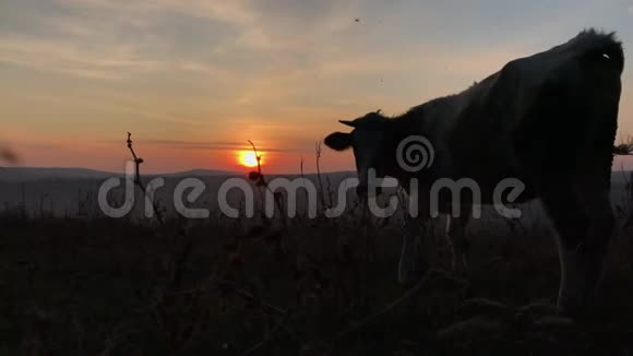 日落时分奶牛在田里吃草的剪影视频的预览图