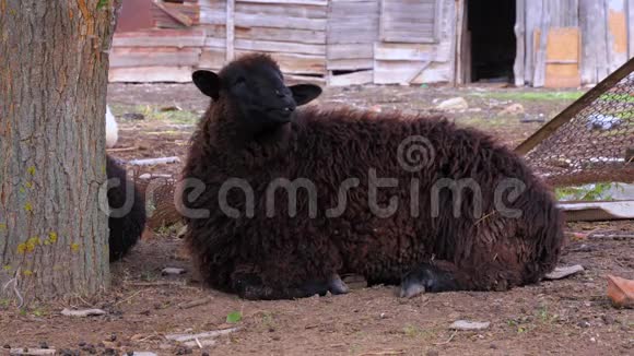 一只棕色的羊在农村农场的新鲜空气中吃和休息视频的预览图