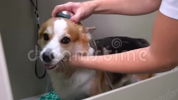有趣的威尔士考吉彭布罗克狗的放松浴泡沫狗在美容美发厅洗泡泡澡视频的预览图