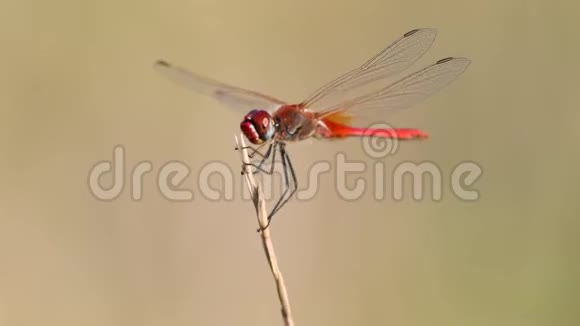 红蜻蜓坐在拐杖上视频的预览图