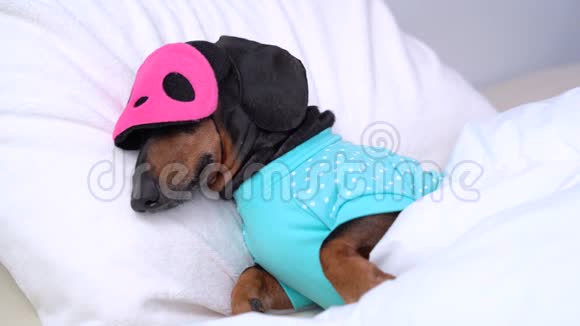 狗腊肠小狗在早晨的阳光下舒服地睡在床上脸上缠着绷带视频的预览图