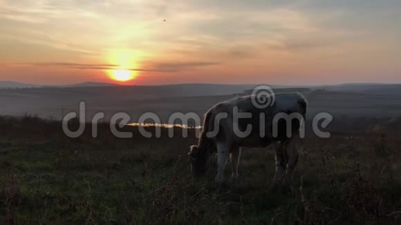 日落时分奶牛在田里吃草的剪影视频的预览图