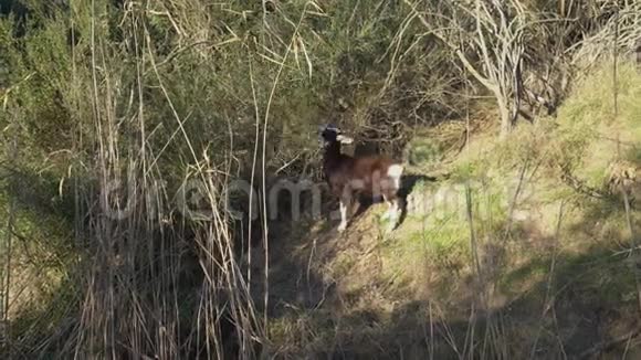 黑山羊在晴天的山坡上吃草视频的预览图