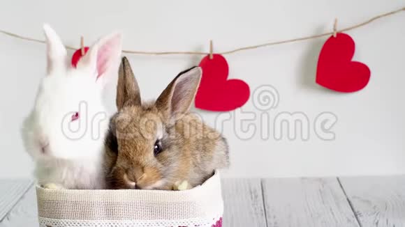 两只兔子在一个篮子里白色和棕人节的明信片上有一只动物可爱的小白兔视频的预览图
