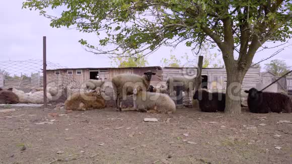 一群羊在新鲜空气中吃和休息农场里的羊和公羊视频的预览图