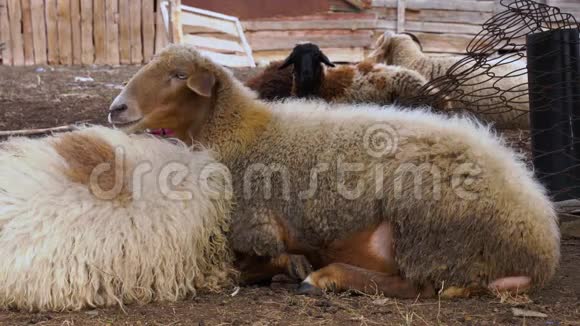 一只棕色的羊在农村农场的新鲜空气中吃和休息农场里的羊和公羊视频的预览图