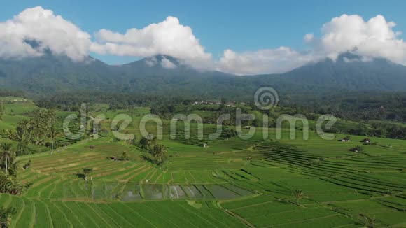 在印度尼西亚巴厘岛的JatiluwihRiceTeraces和山脉上用无人机飞行的稻田空中视野视频的预览图