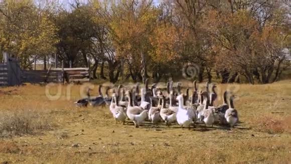 村里一群家鹅秋天成群的鹅在采摘新鲜的青草视频的预览图