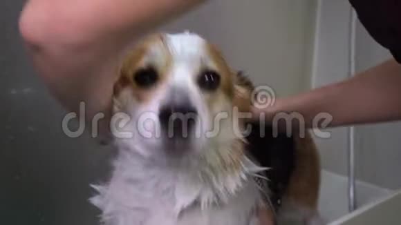 威尔士科吉彭布罗克狗洗澡用肥皂和水狗在美容美发厅洗泡泡澡视频的预览图