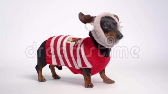 戴着红色圣诞毛衣和鹿角的黑褐色达春德狗肖像被隔离在灰色背景上视频的预览图