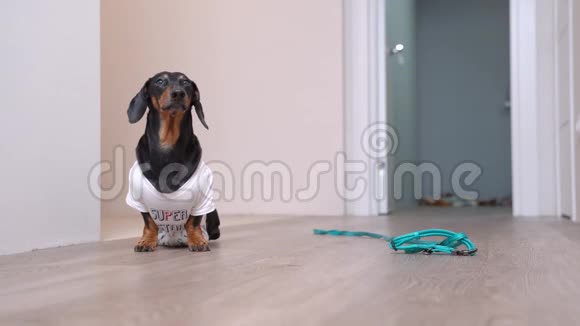 可爱的狗狗穿着白色T恤坐在地板上旁边是一个蓝色的项圈抬起头悲伤地看着主人视频的预览图