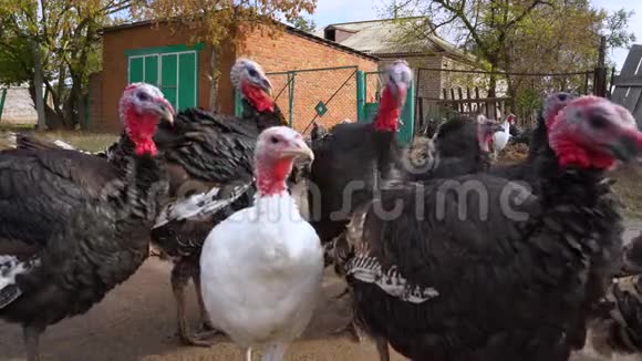 一群五颜六色的火鸡在村子里散步视频的预览图