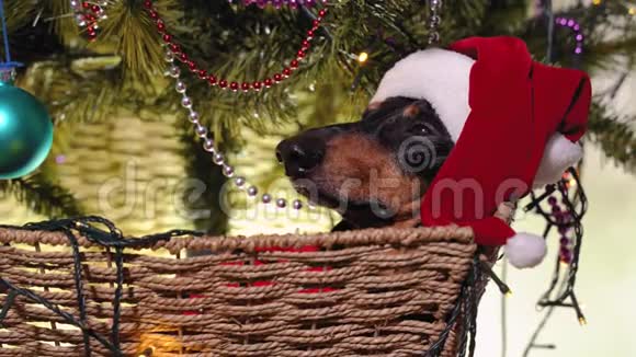 穿着红毛衣和圣诞老人的节日帽子的可爱的黑褐色达奇猎犬正坐在一个大篮子睡着视频的预览图