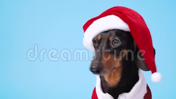 可爱的黑色和棕褐色的小腊肠穿着滑稽的圣诞老人服装坐在蓝色的背景上慢慢地把头从一边转过来视频的预览图