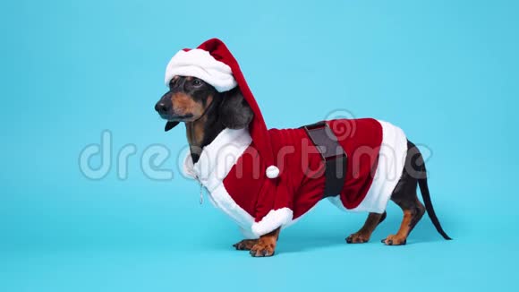 穿着圣诞老人滑稽服装的可爱的小黑棕色达克顺德坐在蓝色的背景下慢慢地把头从侧面转过来视频的预览图