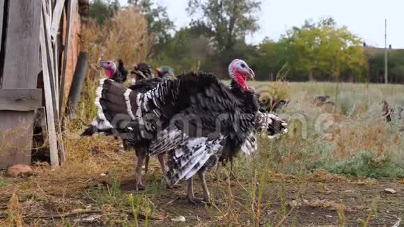 美丽的火鸡正在一个农村农场里散步秋天村里的家禽视频的预览图