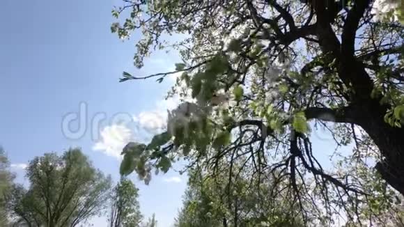 在一个阳光明媚的春天梨树的花枝在风中摇摆视频的预览图