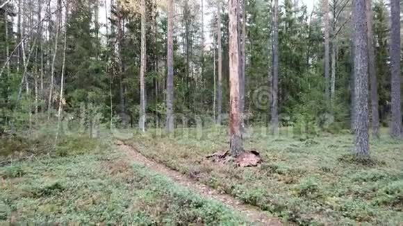 森林里的秋天奥夫桑卡河斯莫洛夫斯科耶湖和斯莫洛夫卡村视频的预览图