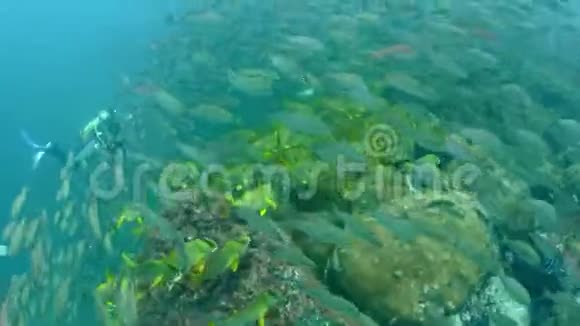 巴西的水下潜水员和鱼群视频的预览图