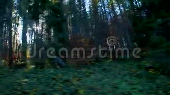 绿色移动的森林阳光从车里射进来视频的预览图