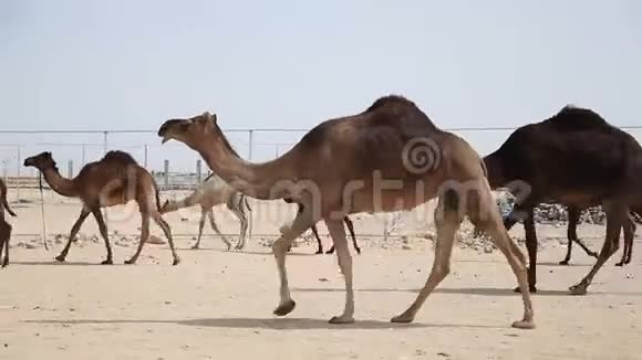 阿联酋一条路上行走的中东骆驼视频的预览图