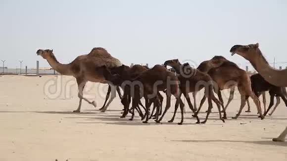 阿联酋一条路上行走的中东骆驼视频的预览图