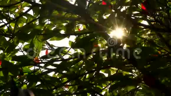 阳光照耀着阳光在红绿的树叶和树枝上闪闪发光视频的预览图