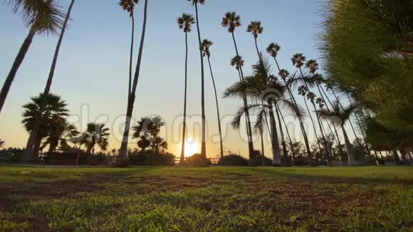 日落时高高的加利福尼亚棕榈树在蓝天上摇摆去看摄像机加州圣莫尼卡温暖阳光明媚的夏日视频的预览图