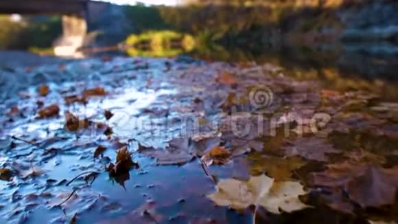 河面秋叶的特写视频的预览图