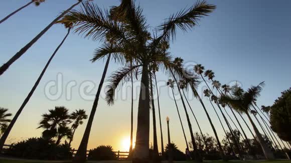 日落时高高的加利福尼亚棕榈树在蓝天上摇摆去看摄像机加州圣莫尼卡温暖阳光明媚的夏日视频的预览图