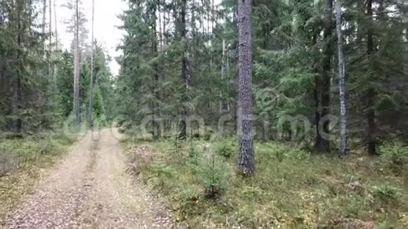 森林里的秋天奥夫桑卡河斯莫洛夫斯科耶湖和斯莫洛夫卡村视频的预览图
