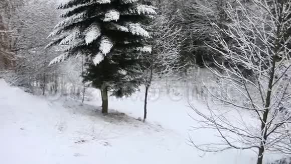 神奇的雪景像童话故事针叶树覆盖着雪视频的预览图