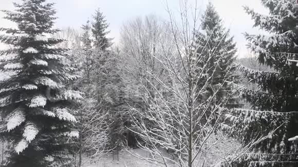 美丽的雪景像童话针叶树覆盖着雪视频的预览图