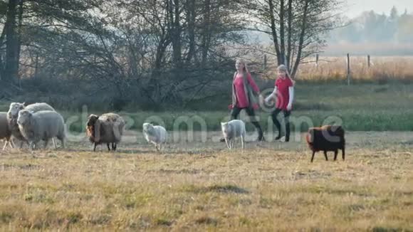 妈妈带着孩子追着一群羊一起玩视频的预览图