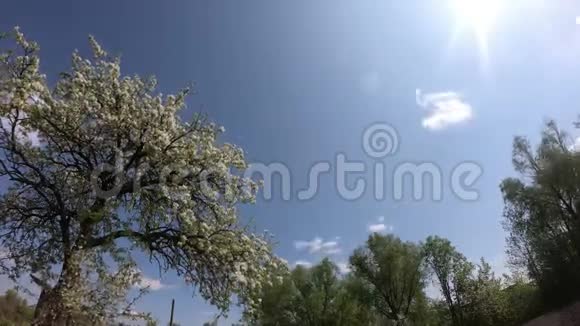 美丽的开花梨树云彩在天空中移动时间流逝视频的预览图