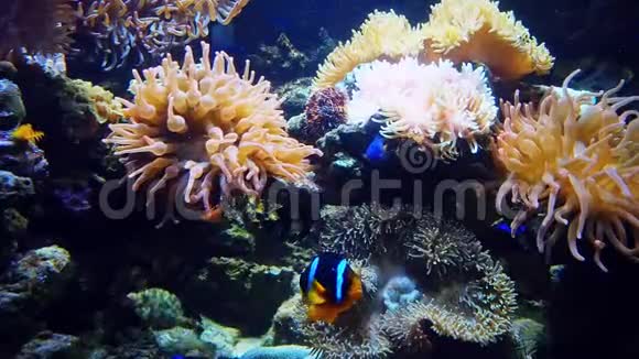 五颜六色的异国情调热带鱼在水中的水族馆里游泳视频的预览图