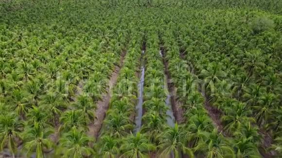 鸟瞰农业椰子农场视频的预览图