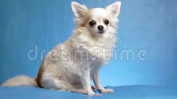 美丽可爱的毛茸茸的白色奇瓦瓦狗摆着蓝色的背景视频的预览图