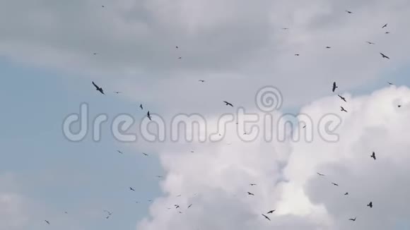 许多鸟儿在蓝天上飞翔视频的预览图