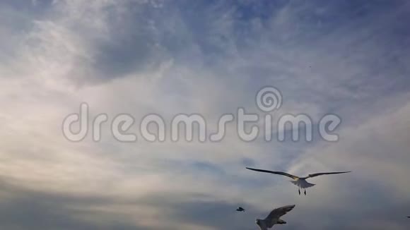 海鸥在多云的蓝天中飞行超慢的动作视频的预览图