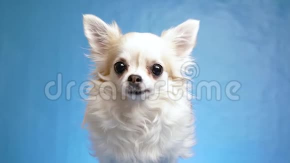 快乐满足和快乐的白色毛茸茸的奇瓦瓦狗摇尾巴移动他的耳朵孤立在蓝色背景4k视频的预览图