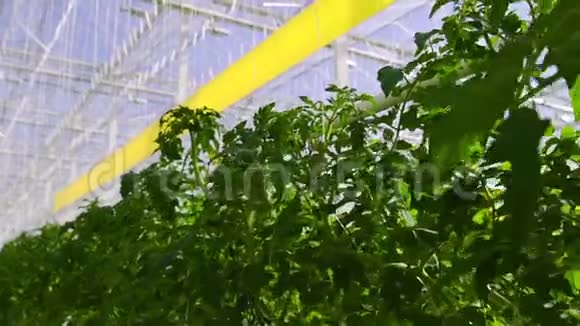 西红柿植物在一个大温室里生长在一种特殊的设备上视频的预览图