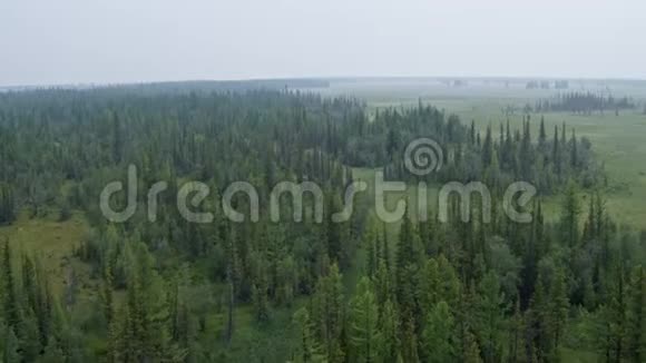 在松林上空飞行森林中的雾一直延伸到地平线上视频的预览图
