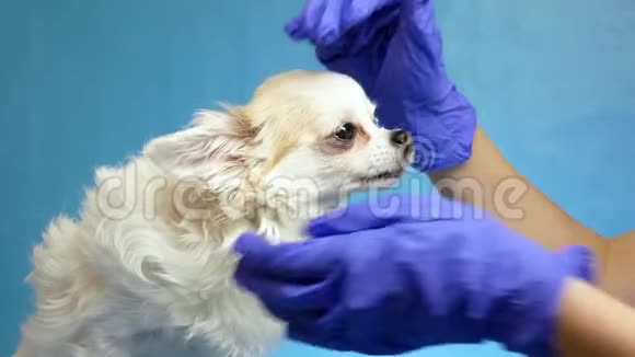 兽医在蓝色背景的健康检查中检查一只狗对耳朵的健康状况视频的预览图