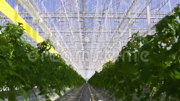 种植番茄灌木的大型温室视频的预览图