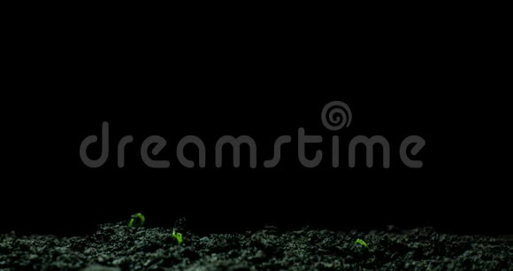 生长绿色黄瓜植株时间流逝延时种子生长特写自然农业拍摄蔬菜发芽视频的预览图