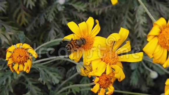 条纹眼花在金色灌木上飞舞雏菊慢动作视频的预览图