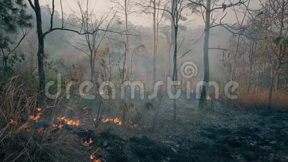 全球变暖危机在热带雨林发生的事农业中使用的控制燃烧4k视频的预览图