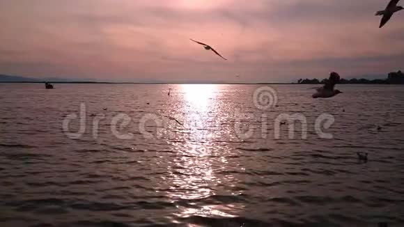 海鸥鸟在五颜六色的日落背景下以超慢的速度飞行视频的预览图