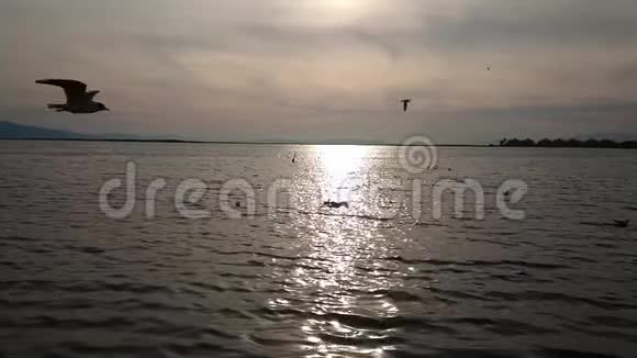 在土耳其伊兹密尔海岸的日落中海鸥太慢了视频的预览图